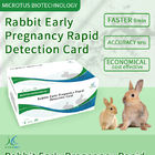 Cartella di rilevamento rapido della gravidanza precoce del coniglio Manuale del prodotto fornitore