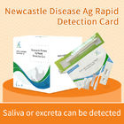 Carta di test rapido per anticorpi del virus della malattia di Newcastle fornitore