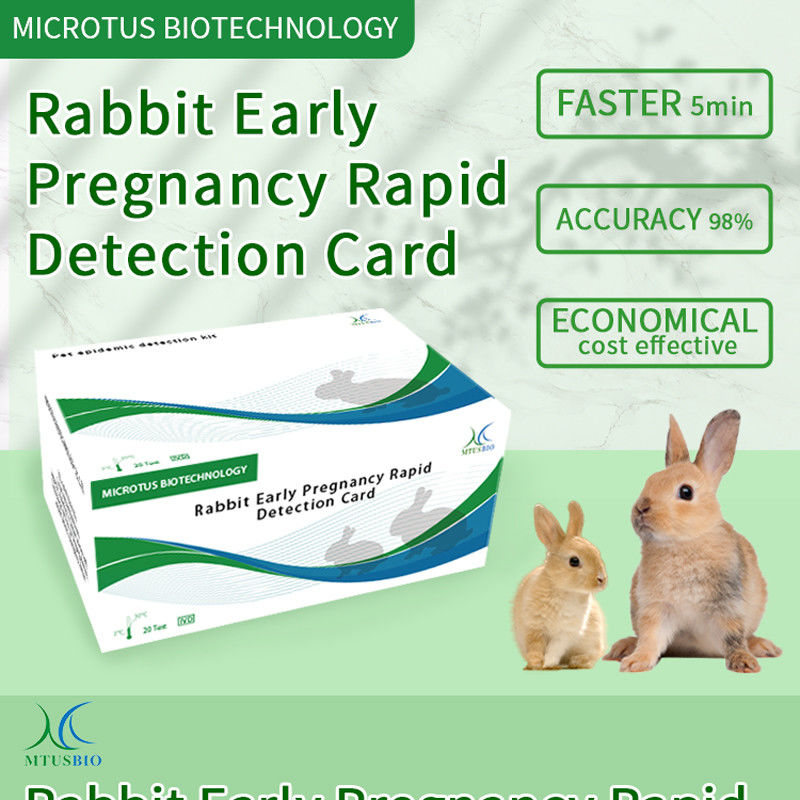 Cartella di rilevamento rapido della gravidanza precoce del coniglio Manuale del prodotto fornitore